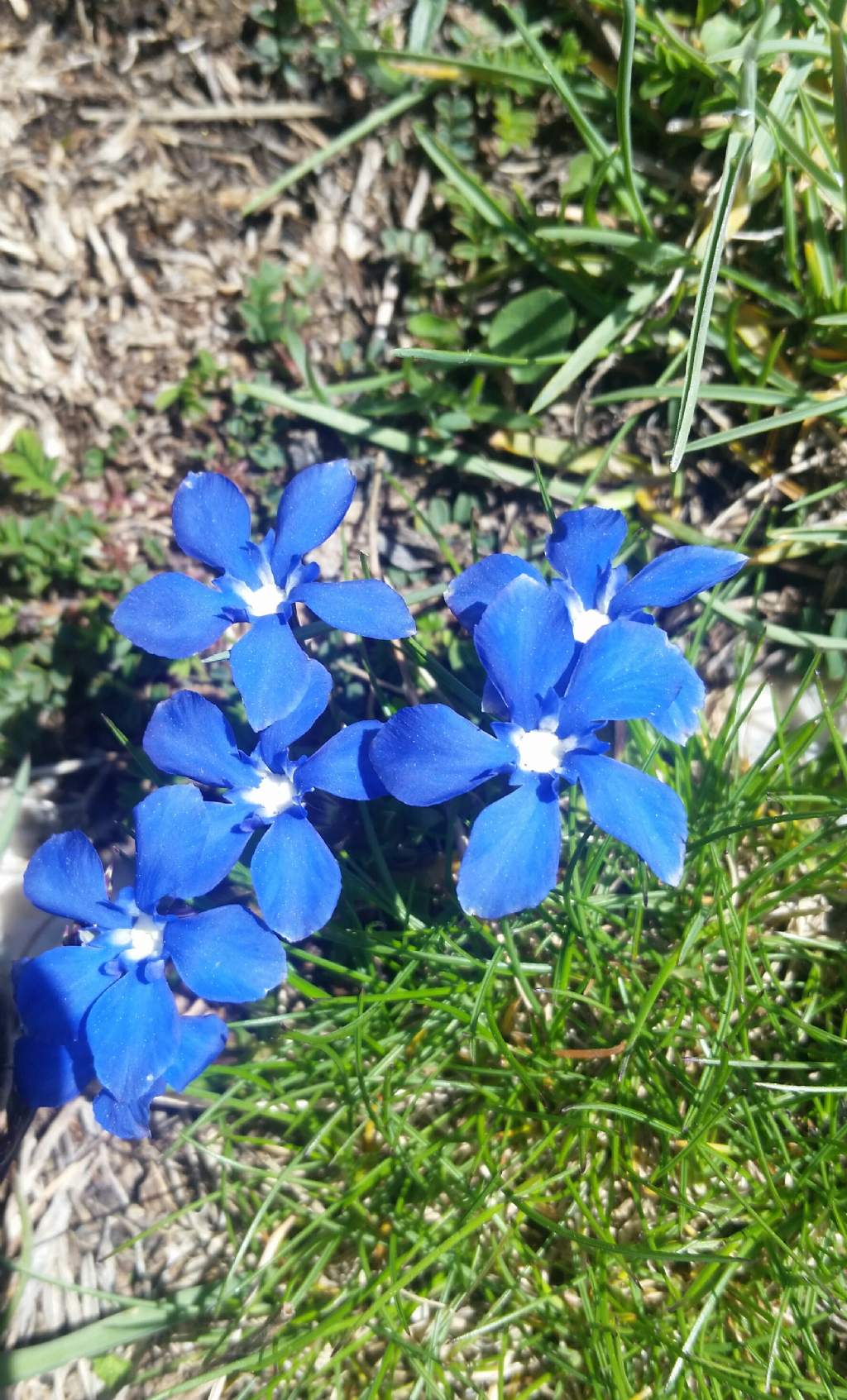 Gentiana verna